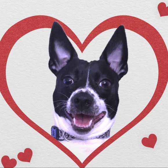 Hi 🐾 ⭐️ 🥂 🐾 💥 - Picture 3 of 6